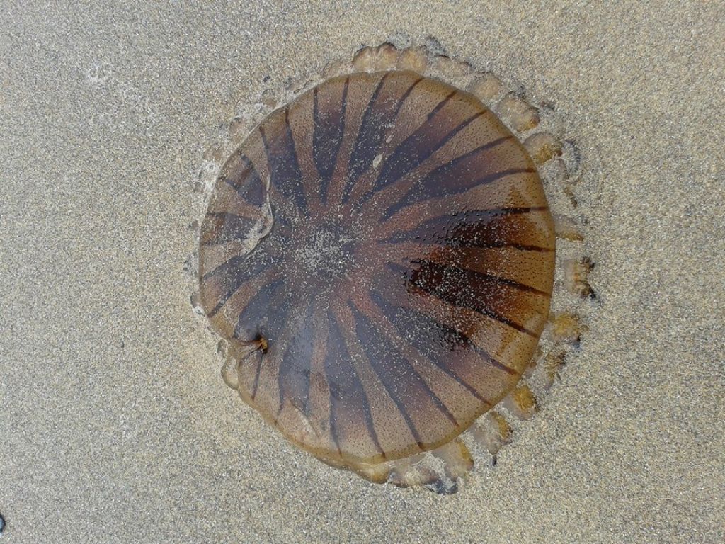 Meduse Chrysaora hysoscella e Rhizostoma pulmo spiaggiate
